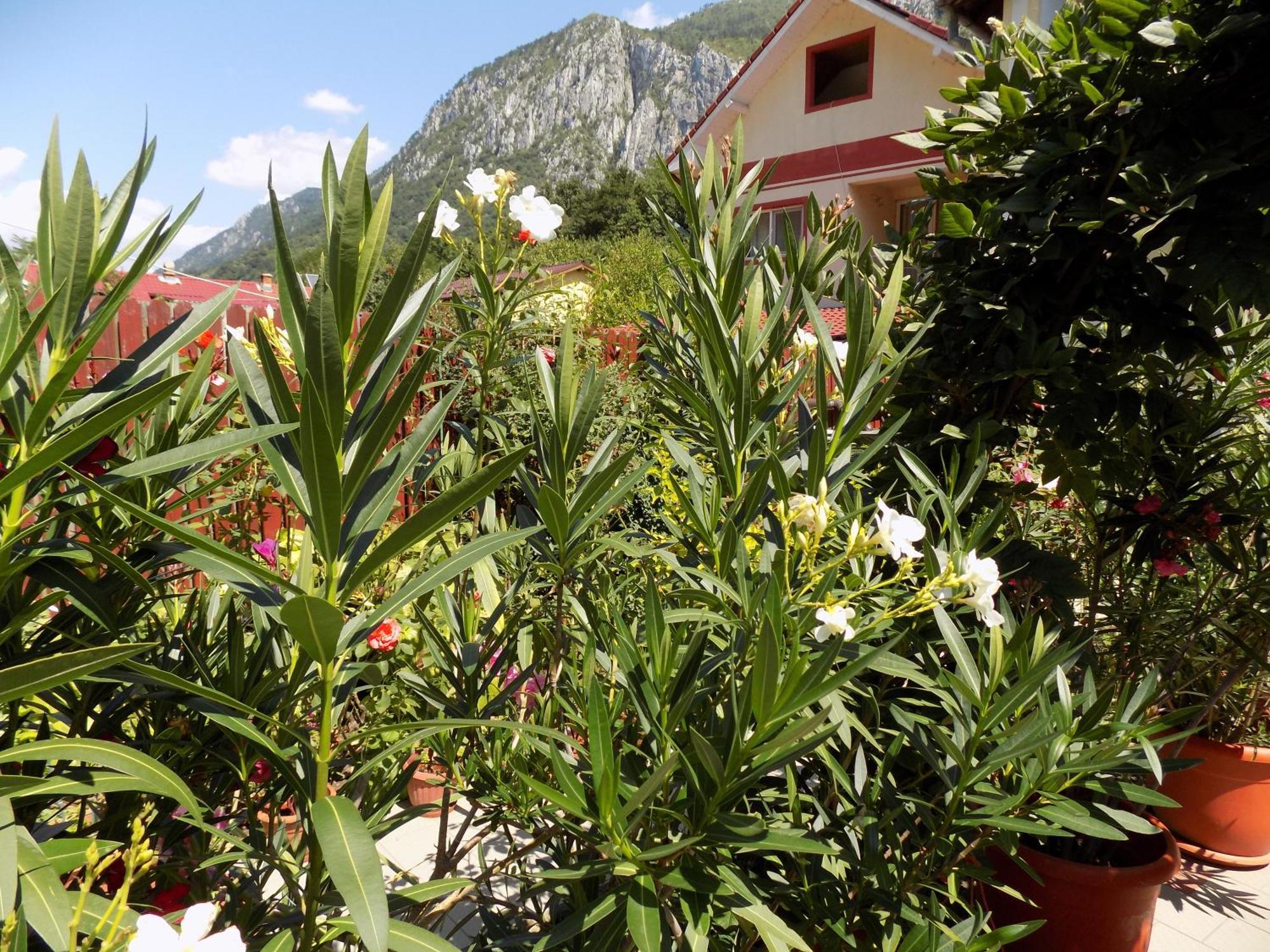 Pension Eden Băile Herculane Exteriér fotografie