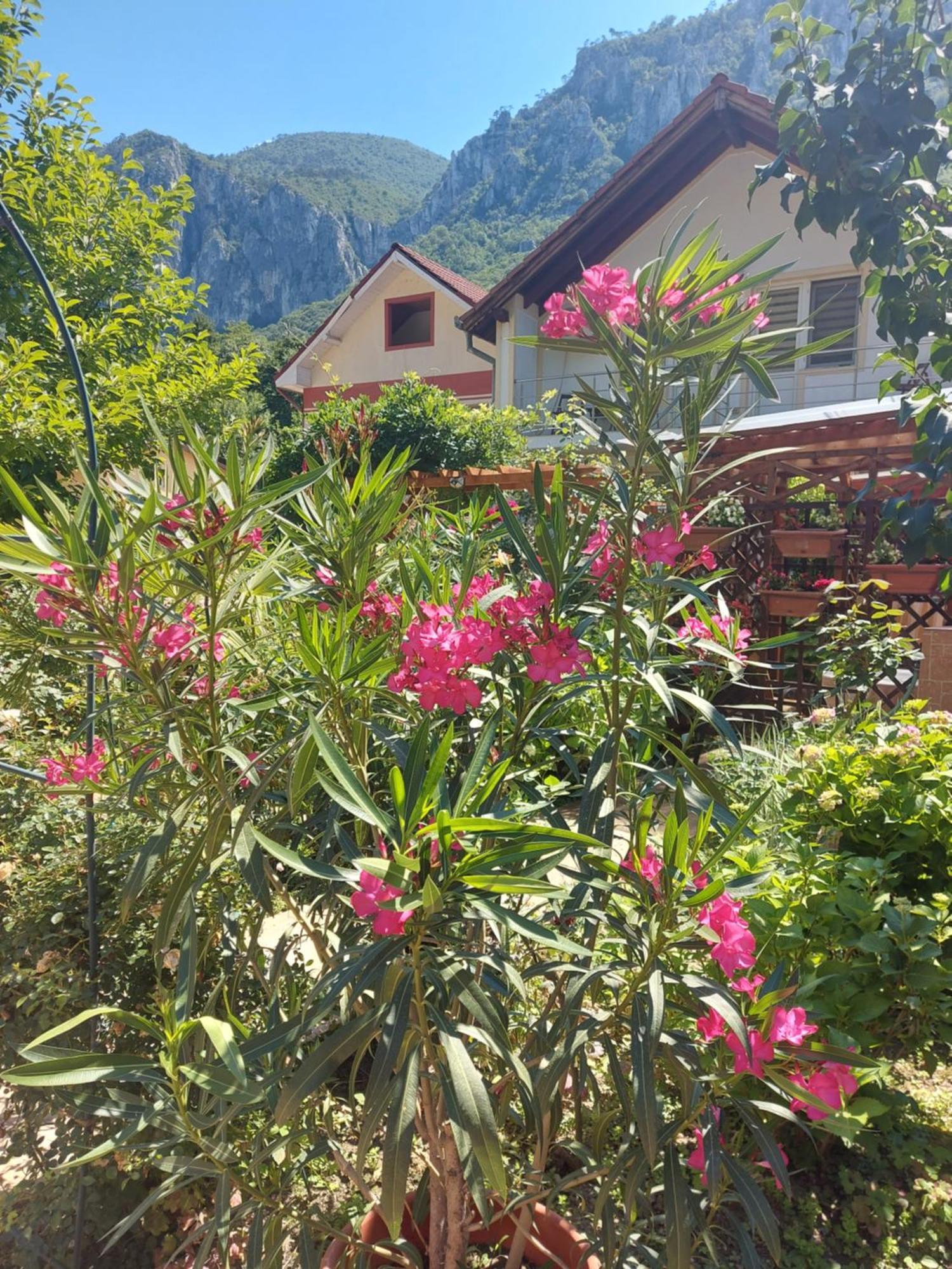 Pension Eden Băile Herculane Exteriér fotografie